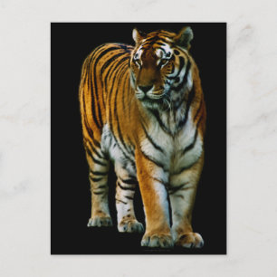 Hu Lin Postcard Postkarte