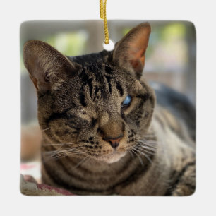 Hubble die blinde Katzenfigur Keramikornament