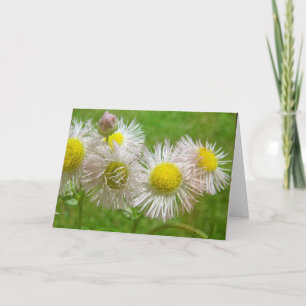 Hübsch als Daisy Karte