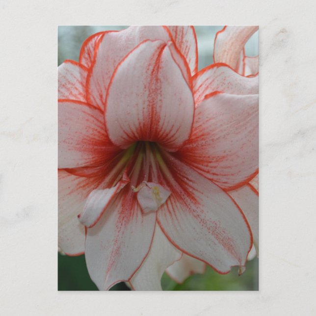 Hübsch Amarylis Postkarte (Vorderseite)