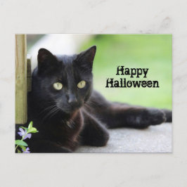 Hübsch Black Cat Foto Halloween Postkarte