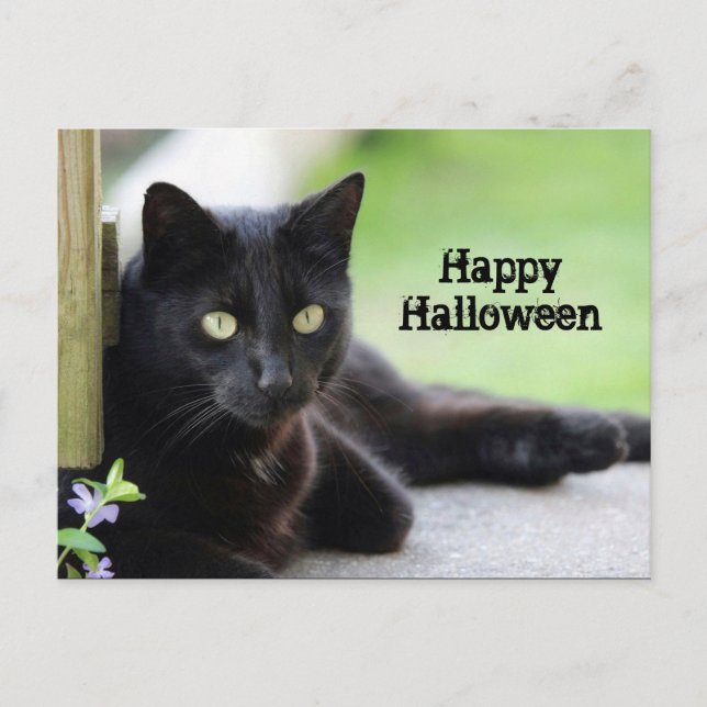 Hübsch Black Cat Foto Halloween Postkarte (Vorderseite)