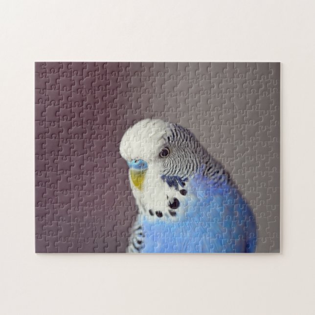 Hübsch Blue Budgie Foto Jigsaw Puzzle (Horizontal)