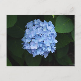 Hübsch Blue Hydrangea Floral Foto Postkarte