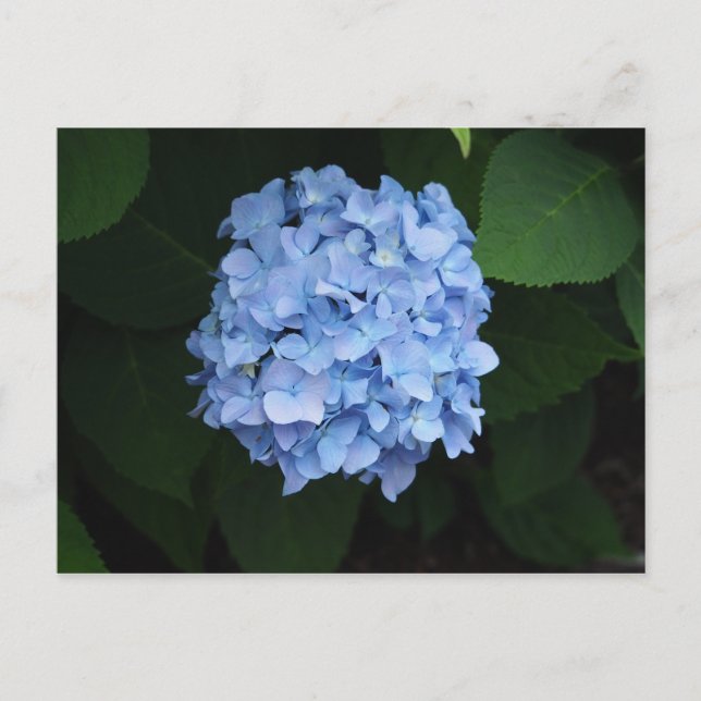 Hübsch Blue Hydrangea Floral Foto Postkarte (Vorderseite)