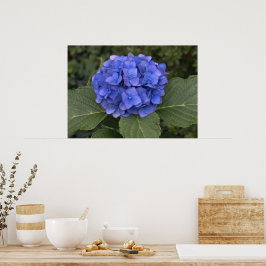 Hübsch Blue Hydrangea Poster