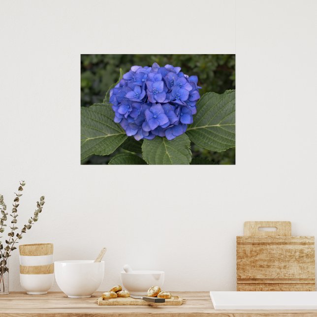 Hübsch Blue Hydrangea Poster (Küche)