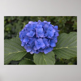 Hübsch Blue Hydrangea Poster