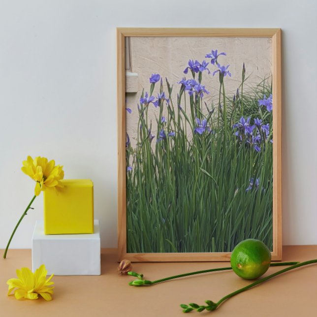 Hübsch Blue Irises Floral Fotodruck (In Situ (Framed))