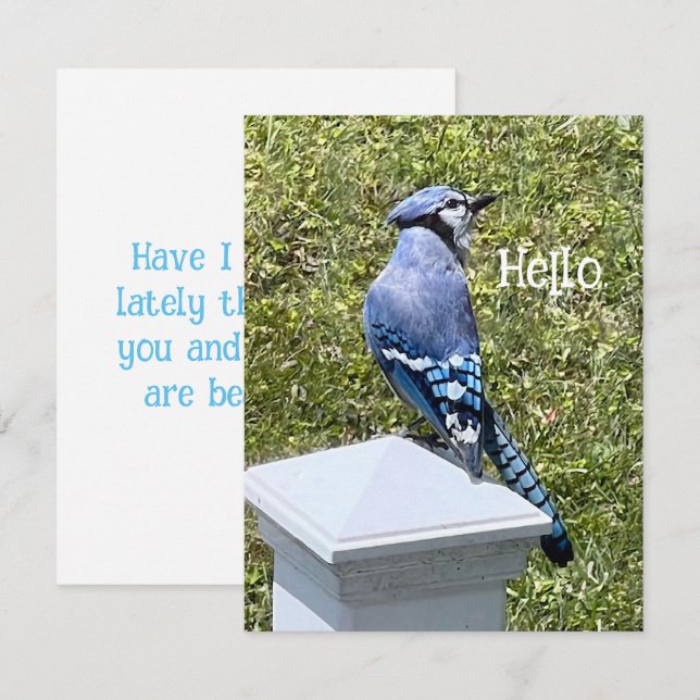 Hübsch Blue Jay Bird Custom Grußkarten (Vorne/Hinten)