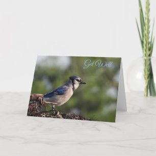 Hübsch Blue Jay Bird wird gut Karte