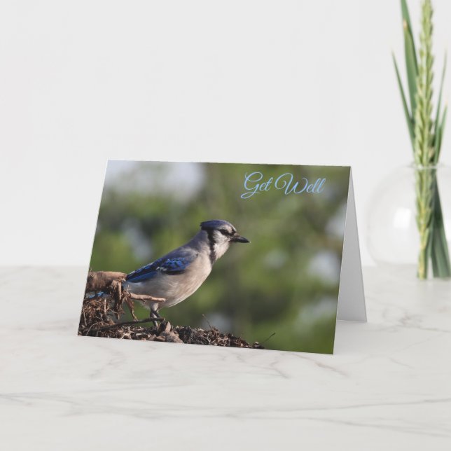 Hübsch Blue Jay Bird wird gut Karte (Vorderseite)