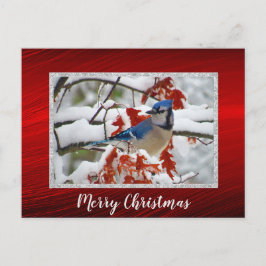 Hübsch Blue Jay Snow Foto Weihnachtskarte Postkarte