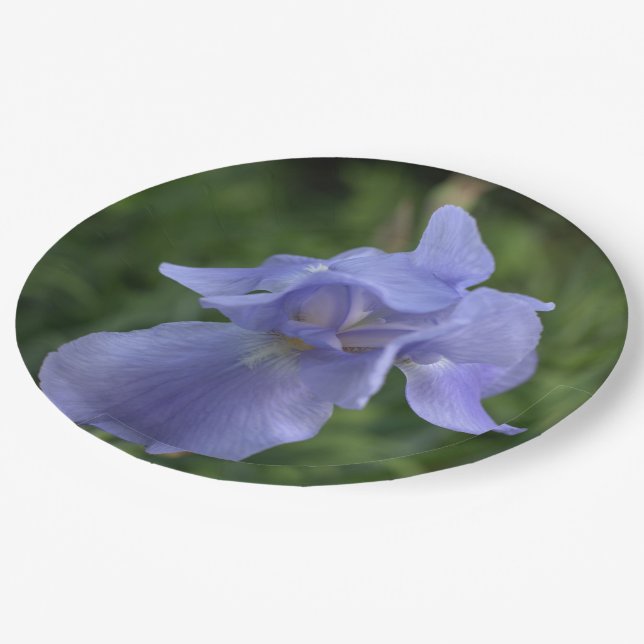 Hübsch Blue Periwinkle Iris Blume Pappteller (Schrägansicht)