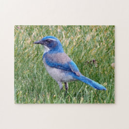 Hübsch Blue Scrub Jay Bird Foto