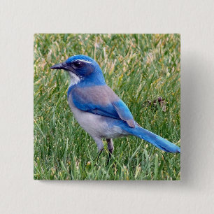Hübsch Blue Scrub Jay Bird Foto Button