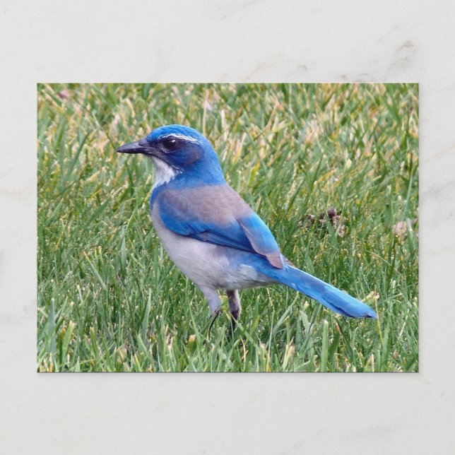 Hübsch Blue Scrub Jay Bird Foto Postkarte (Vorderseite)