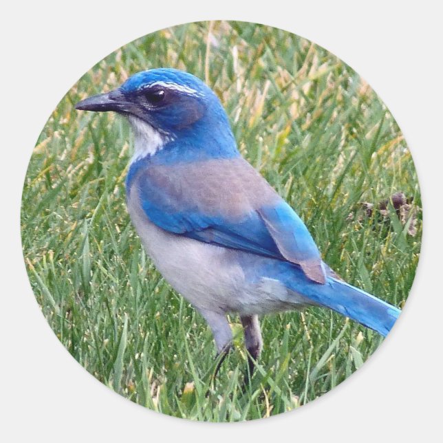 Hübsch Blue Scrub Jay Bird Foto Runder Aufkleber (Vorderseite)