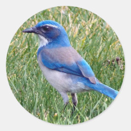 Hübsch Blue Scrub Jay Bird Foto Runder Aufkleber