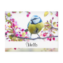 Hübsch Blue & Yellow Bird auf einer Zweigstelle Ha