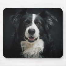 Hübsch Border Collie