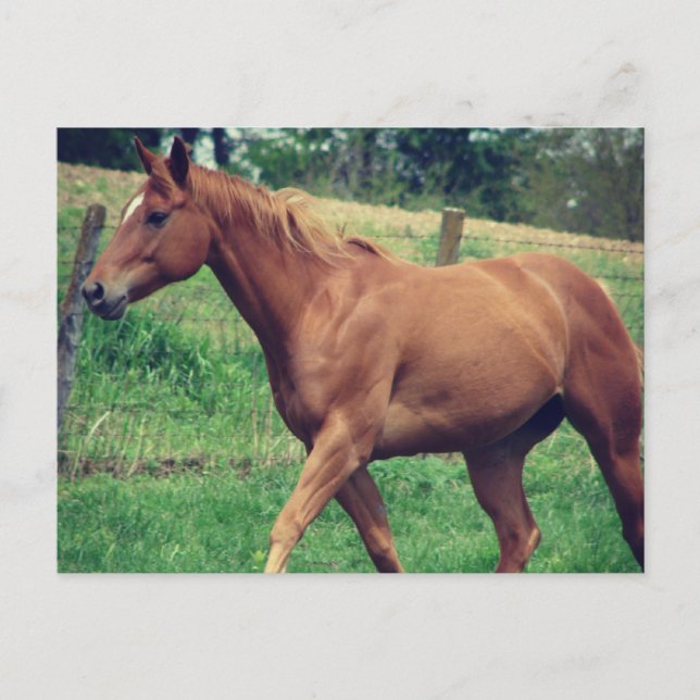 Hübsch Boy, Schottland Postkarte (Vorderseite)