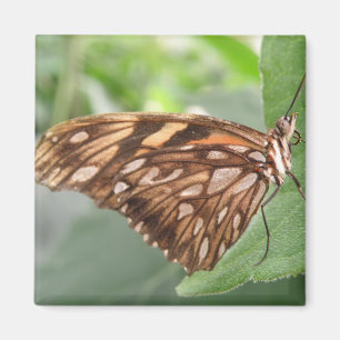 Hübsch Brown Butterfly Magnet