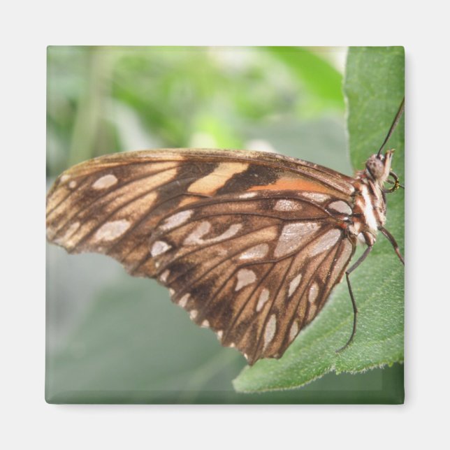 Hübsch Brown Butterfly Magnet (Vorne)