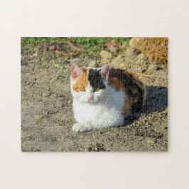 Hübsch Calico Cat Foto