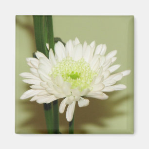 Hübsch Chrysanthemum Magnet