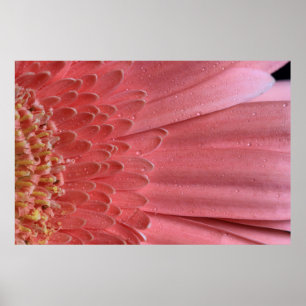 Hübsch Coral Pink Gerbera Daisy Poster
