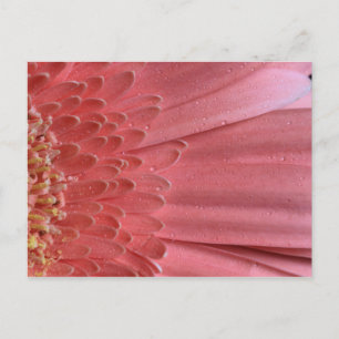 Hübsch Coral Pink Gerbera Daisy Postkarte