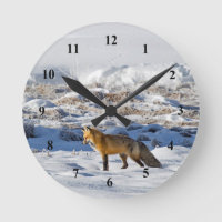 Hübsch Fox Snow Foto