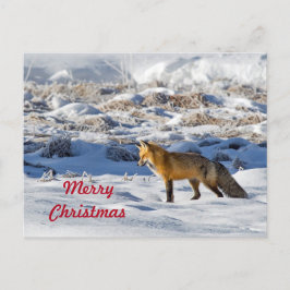 Hübsch Fox Snow Foto Schnee Foto Weihnachten Postkarte