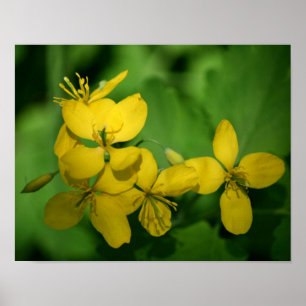 Hübsch Gelbe Wildblumen Poster