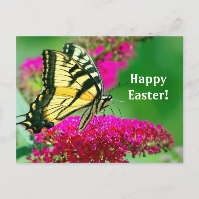 Hübsch-Gelbes Frack Schmetterling-Flora-Ostern Postkarte (Vorderseite)