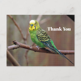 Hübsch Green Parakeet Foto Vielen Dank Postkarte