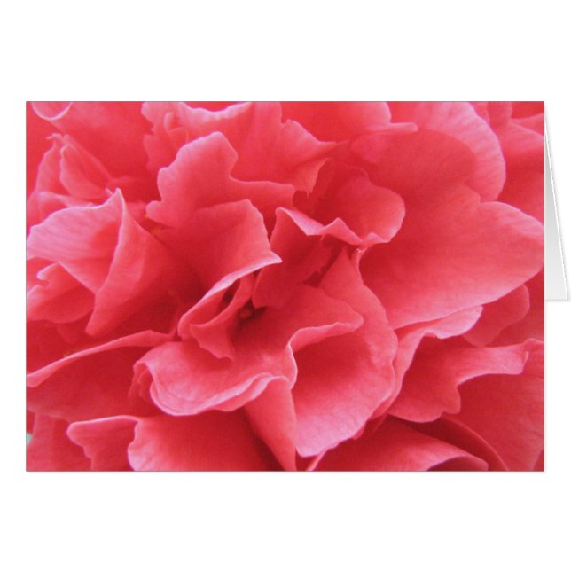 Hübsch in rosa (Vorderseite (Horizontal))