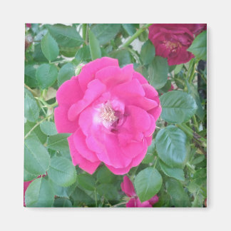 Hübsch in rosa Blume Magnet