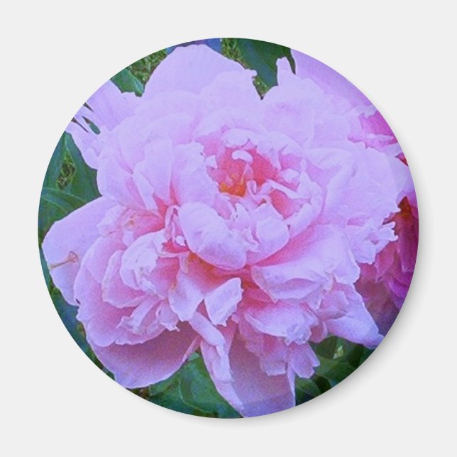 "Hübsch in Rosa" Magnet (Vorne)