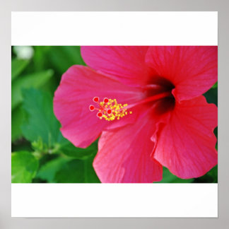 Hübsch in rosa poster