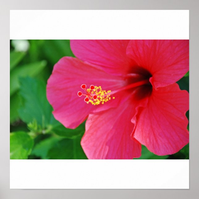 Hübsch in rosa poster (Vorne)