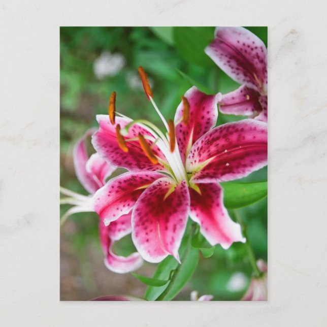 Hübsch in rosa postkarte (Vorderseite)