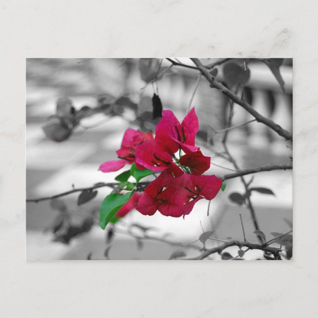 Hübsch in rosa postkarte (Vorderseite)