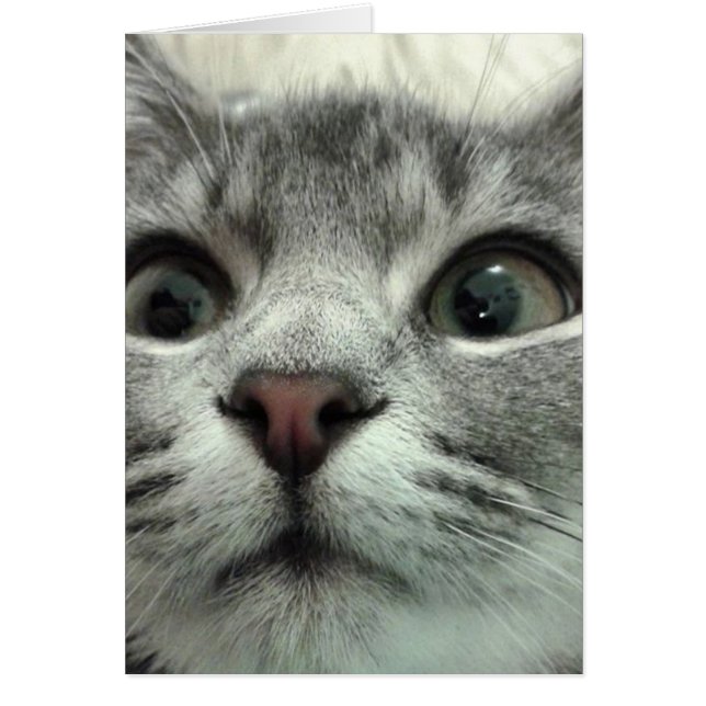 Hübsch Kitten, Gute Besserung (Vorne)