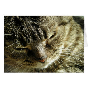 Hübsch Kitty