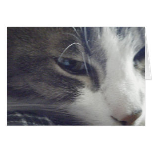Hübsch Kitty