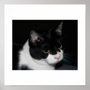 Hübsch Kitty Poster