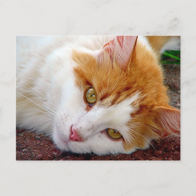 Hübsch Kitty Postkarte (Vorderseite)