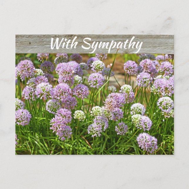 Hübsch Lila Allium Garden Blume Beileid Postkarte (Vorderseite)